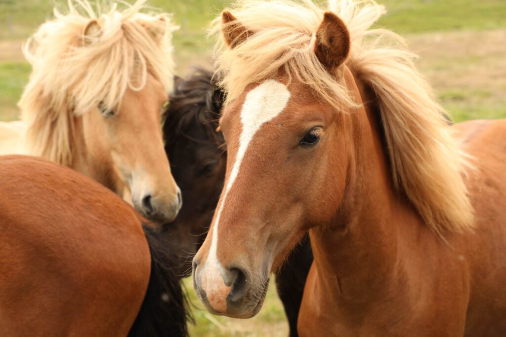 Icelandic horses