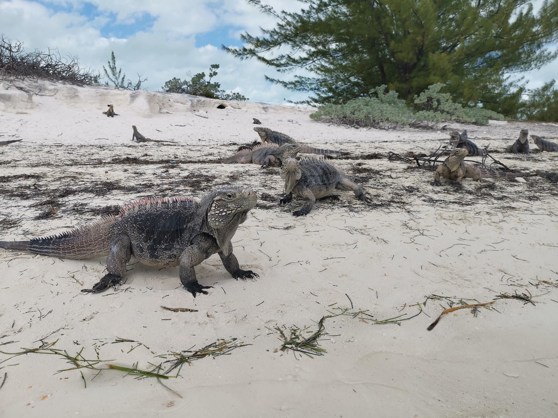 Iguanas on the sand