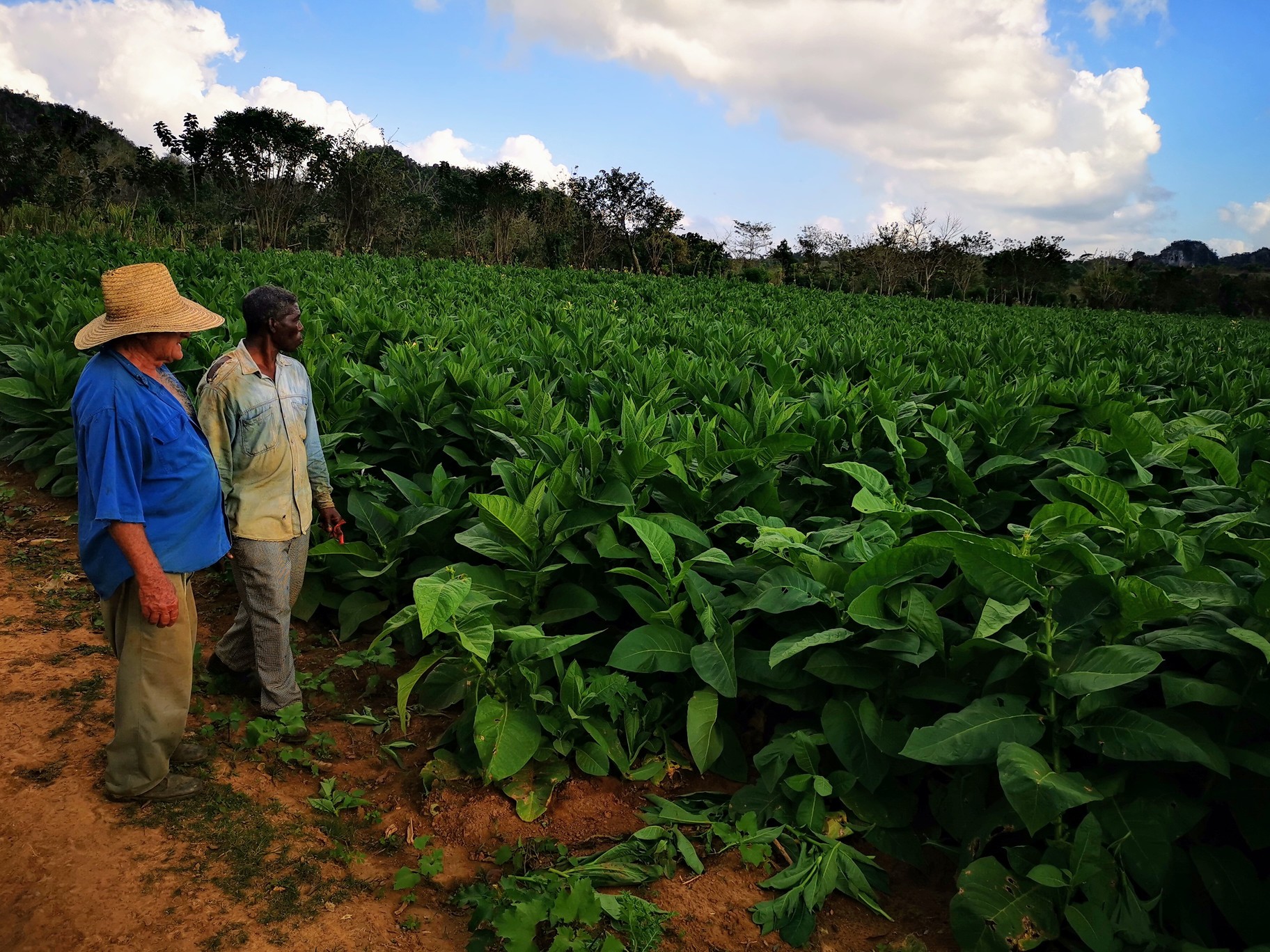 Tobacco farmers in Viñales