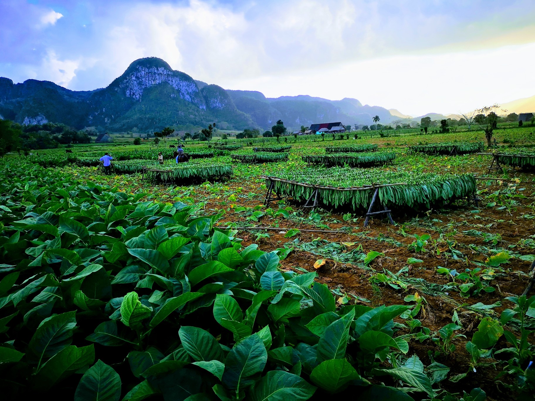 The Viñales Valley