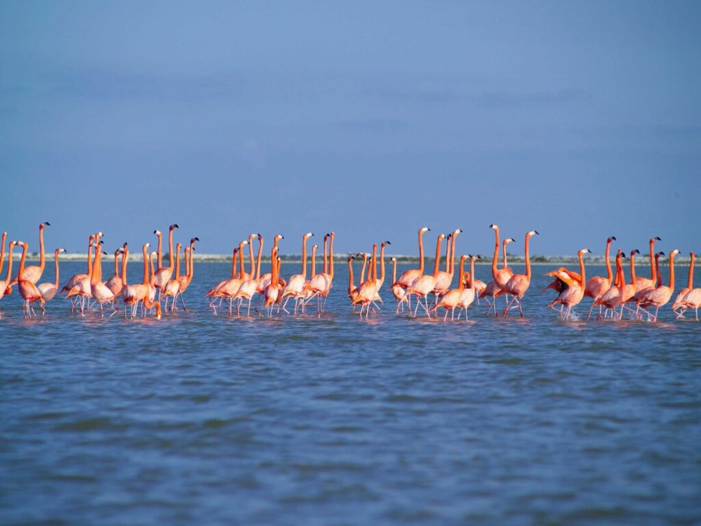 Pink flamingos at Río Lagartos